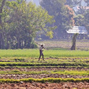 A peasant works in the field