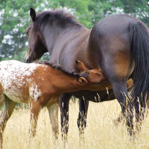 A mare is nursing a foal