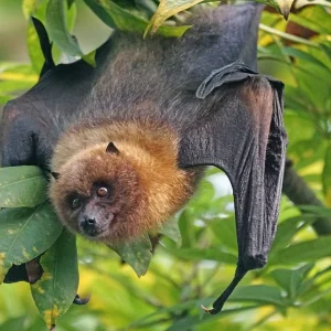 A bat hangs on a branch