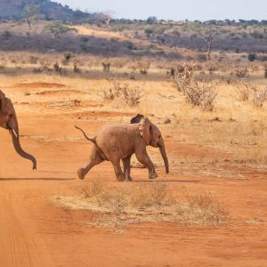 Baby elephant running