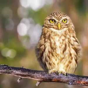 Owl on a branch