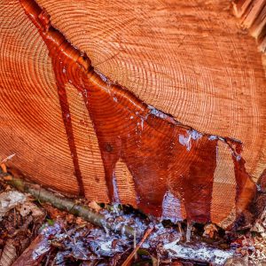 Resin oozes from the tree