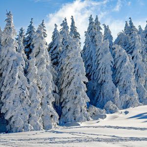 Snow covered evergreen forest