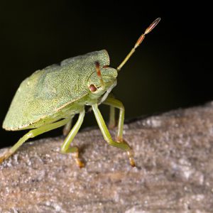 Stink bug up close