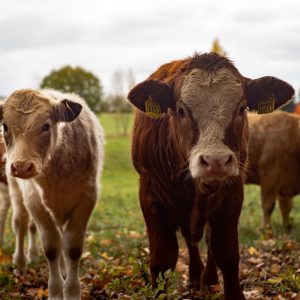 A herd of cattle on a pasture