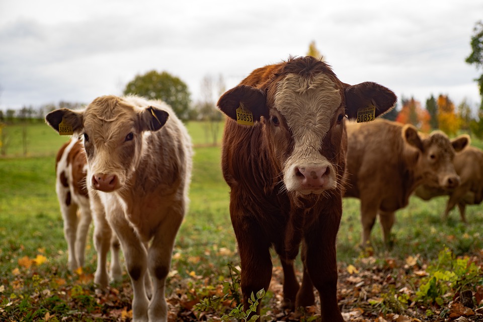 Electric Cattle Meaning In Urdu