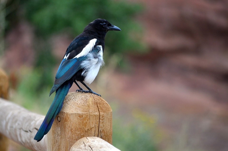 Magpie Meaning In Urdu