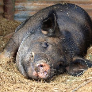 The pig is lying in the hay