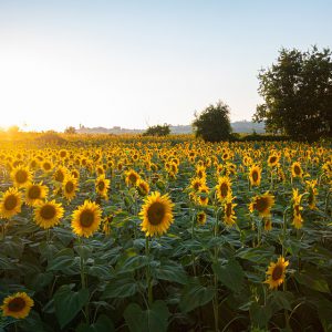 Sunflower field