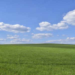 Green pasture and clear sky