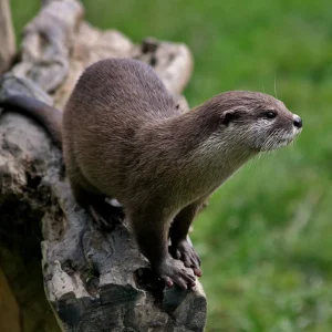 An otter standing on a piece of wood