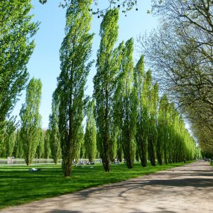 A row of poplar trees