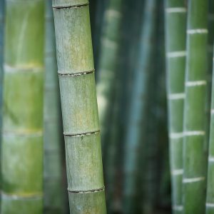 Bamboo tree up close