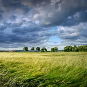 Landscape of grassy fields with trees in the distance and cloudy sky