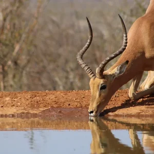 The animal is kneeling and drinking water