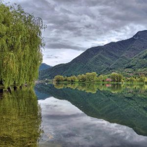 Weeping Willow on the side of the river