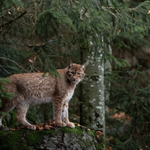 Bobcat in a forest