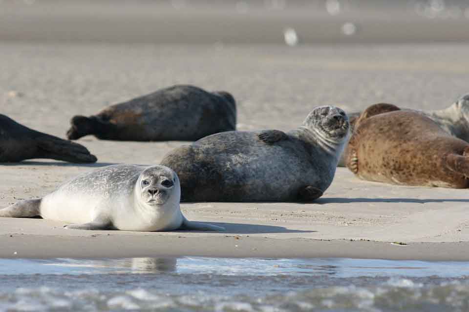 seal-dream-meaning-and-symbolism-dream-glossary